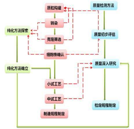 淺談基于CHO系統的蛋白產品研發流程及其在福建軟件開發中的協同應用